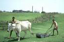 A scene from the farmland of Haryana.